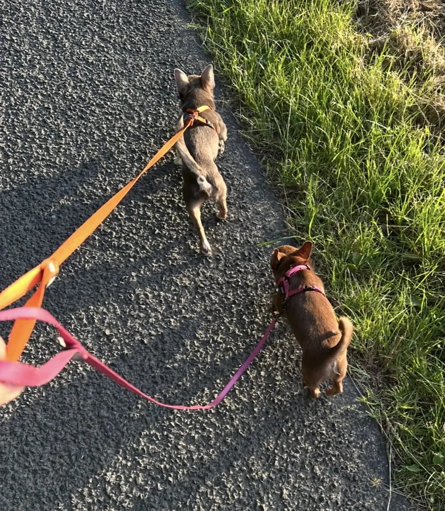 Deux chihuahuas en promenade — vie active