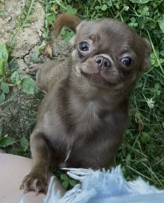 Chiot chihuahua apple face dans l'herbe — très jeune