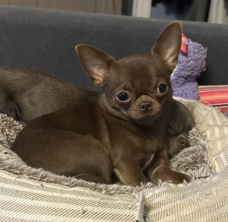 Chihuahua chocolate tan — élevage familial