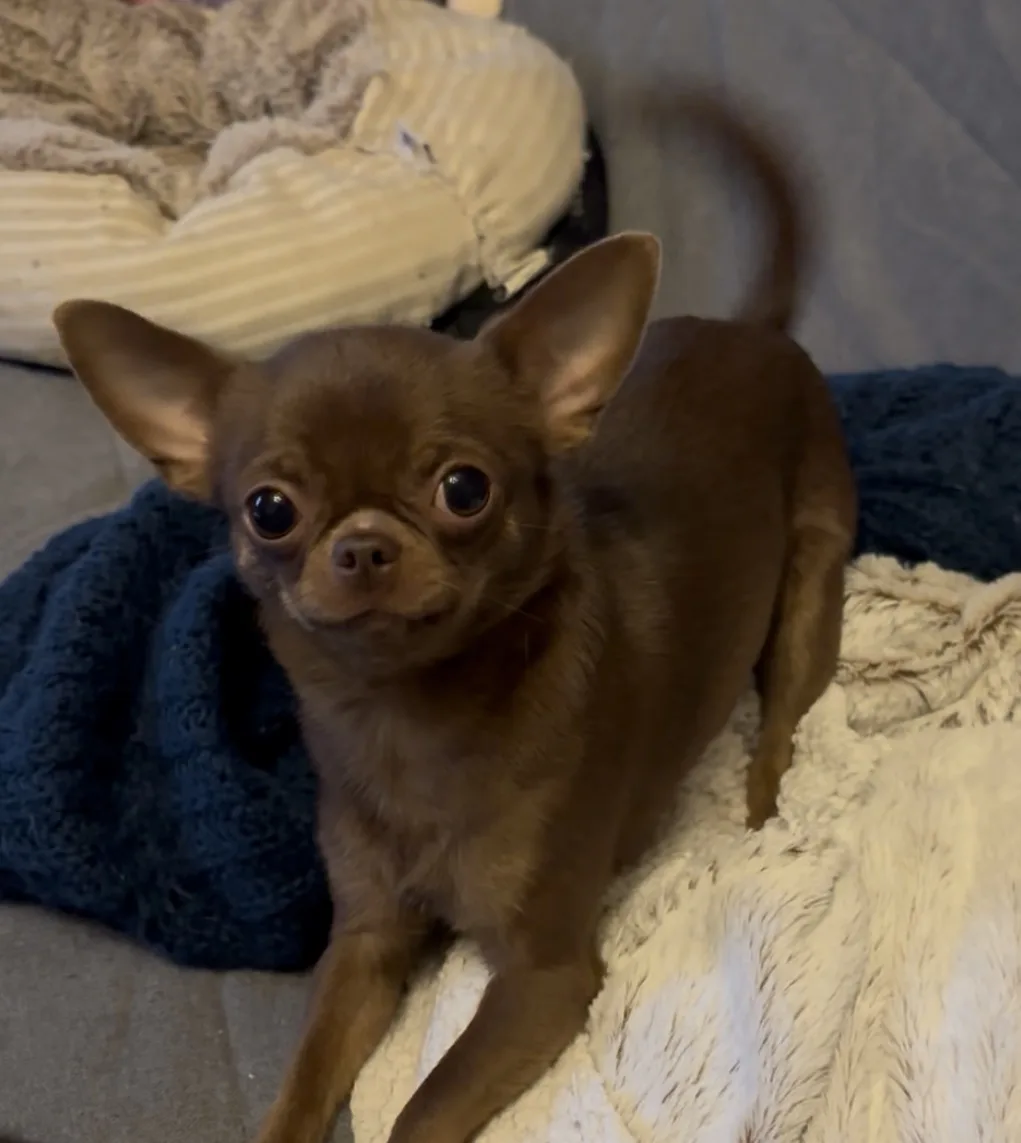 Chihuahua apple face chocolate tan — élevage Plump Fluffy Cub's