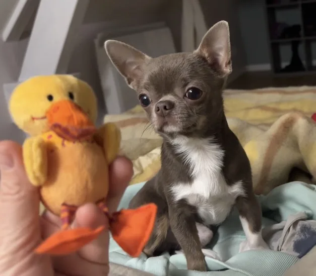 Chiot chihuahua avec peluche canard — socialisation