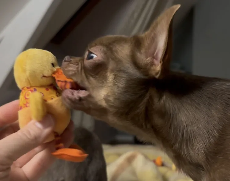 Chiot chihuahua jouant — instinct et curiosité