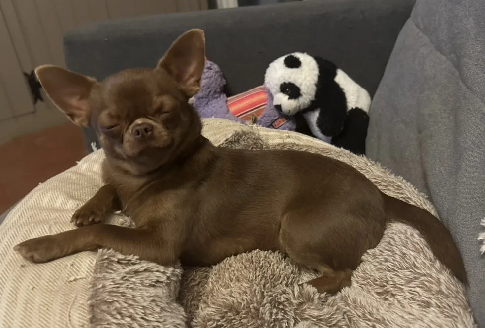 Chihuahua endormi — paisible et confiant