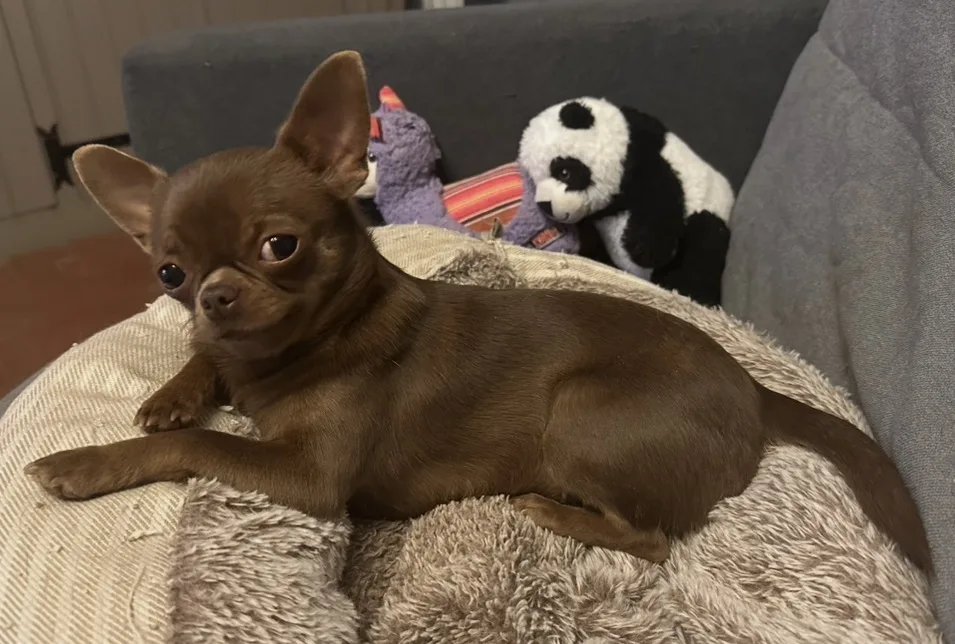 Chihuahua reproducteur élégant au repos