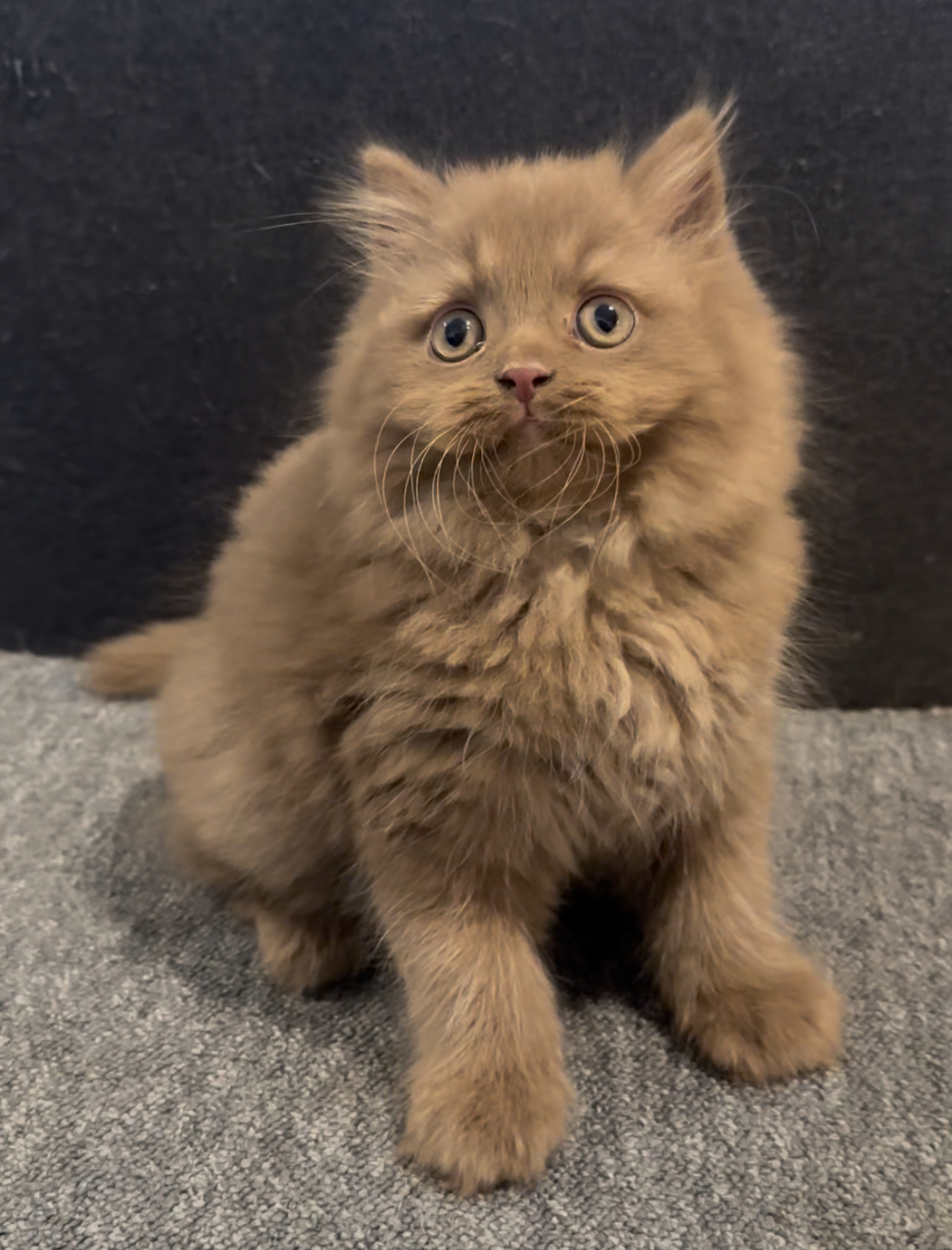 Chaton british shorhair cinnamon avec regard curieux