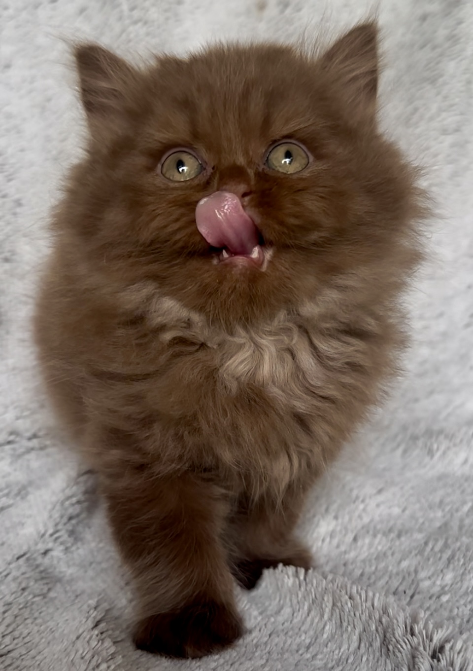 Chat british shorhair cinnamon joue avec sa patte