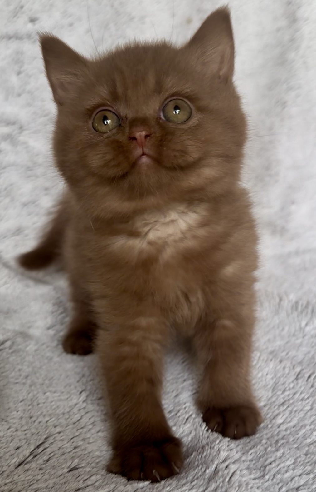 Chaton british shorhair sur couverture claire