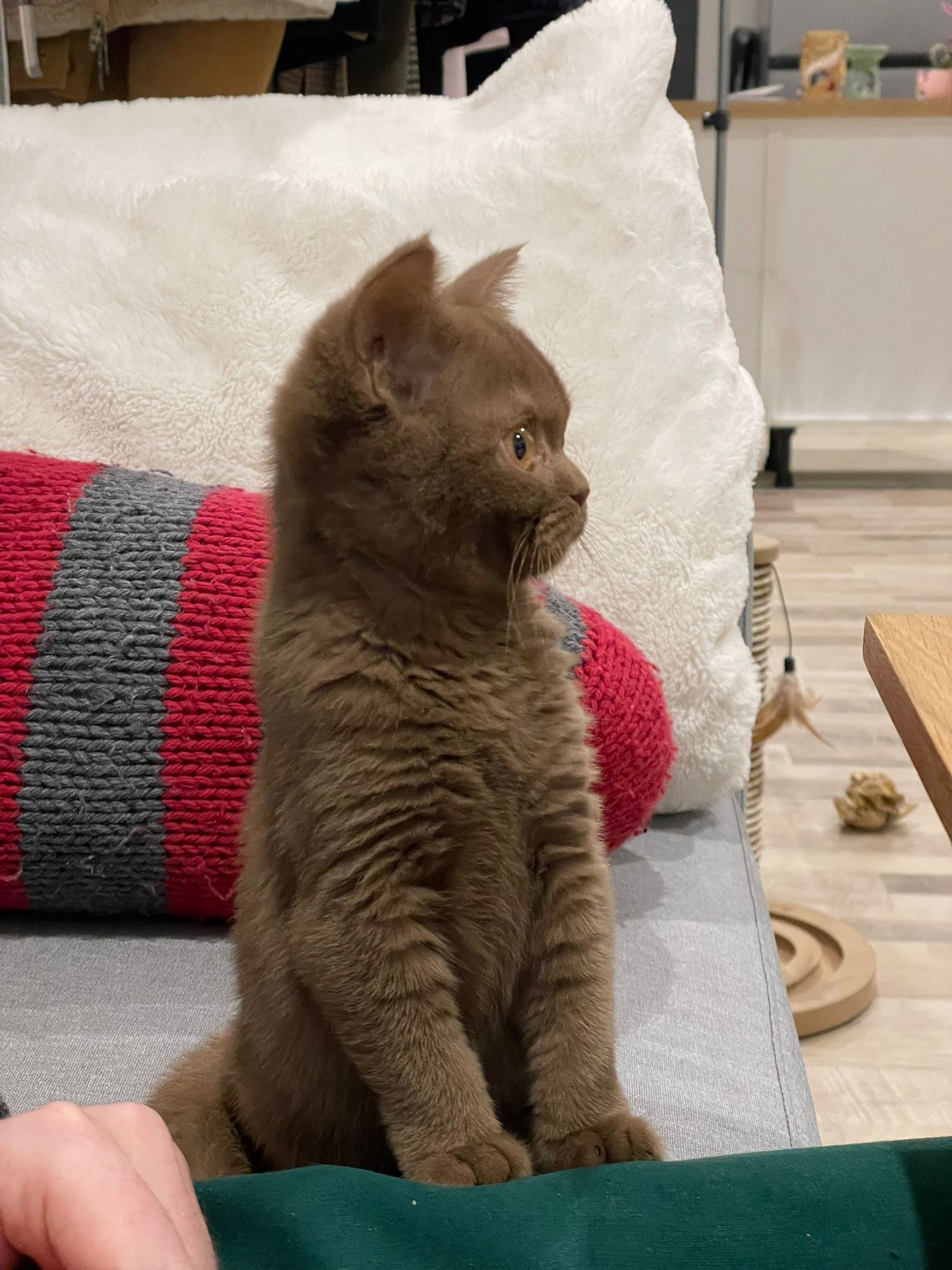 Chaton British Shorthair cinnamon couleur rare - Élevage British Shorthair LOOF Paris - Chat cinnamon prix 2026