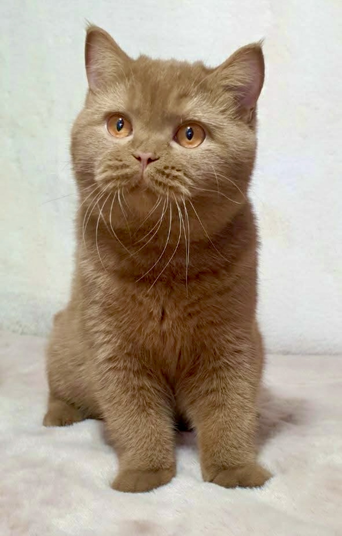 British Shorthair cinnamon adulte - Elevage british shorthair