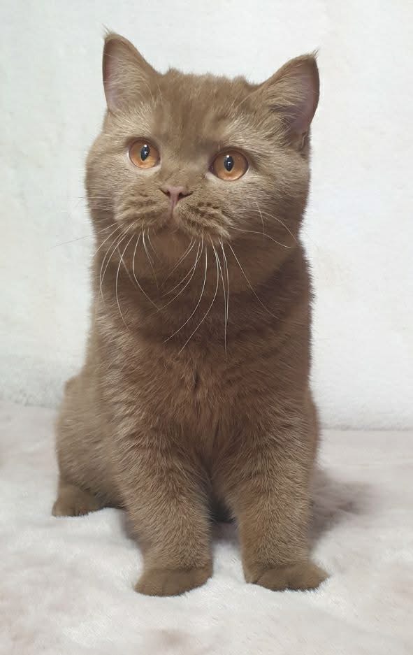 Fluffy, femelle British Shorthair cinnamon