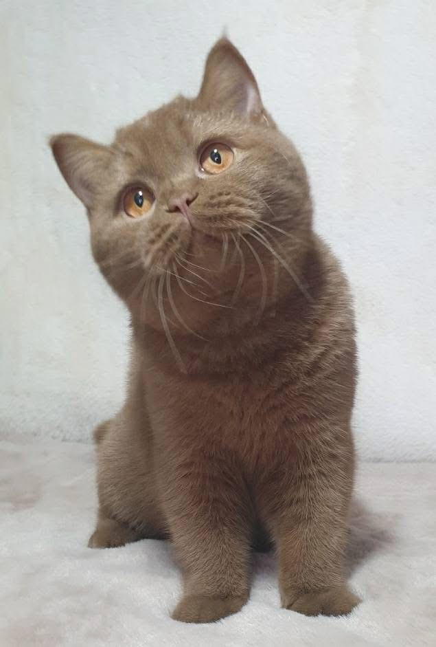 Fluffy British Shorthair