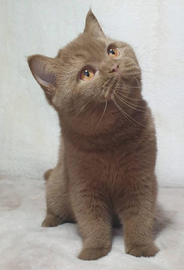 Fluffy British Shorthair cinnamon