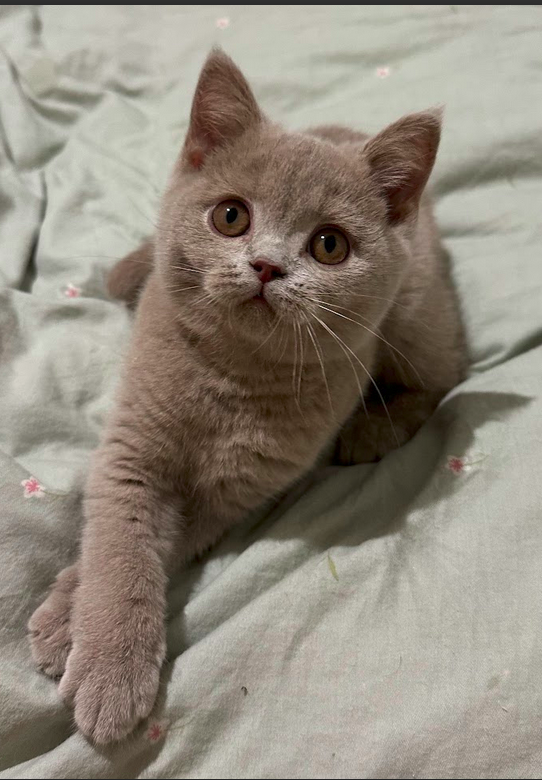 Chaton British Shorthair lilas pedigree LOOF - Élevage British Shorthair familial