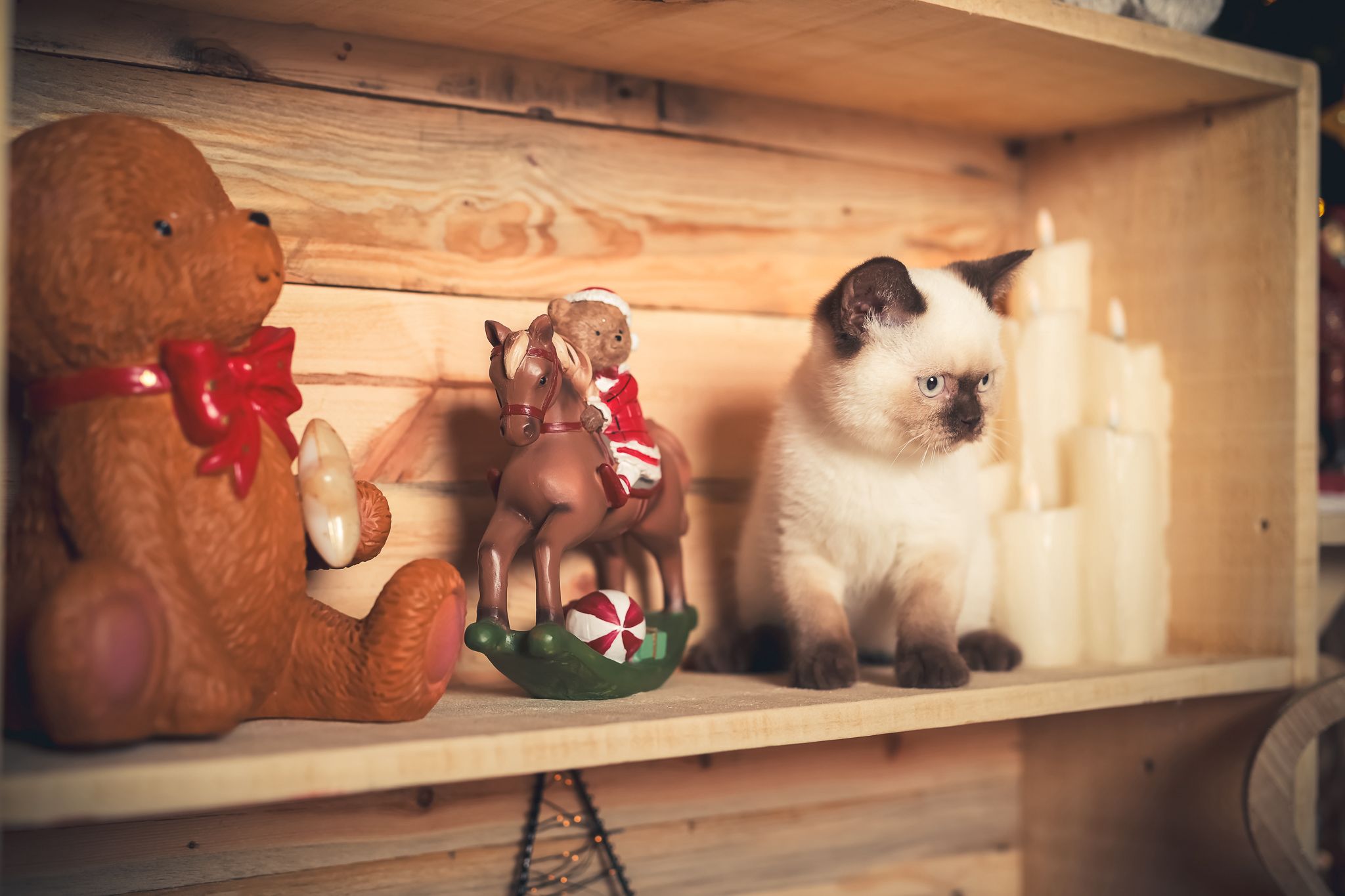 Pointe British Shorthair chocolat LOOF avec sa famille adoptante - Témoignage Plump Fluffy Cub's