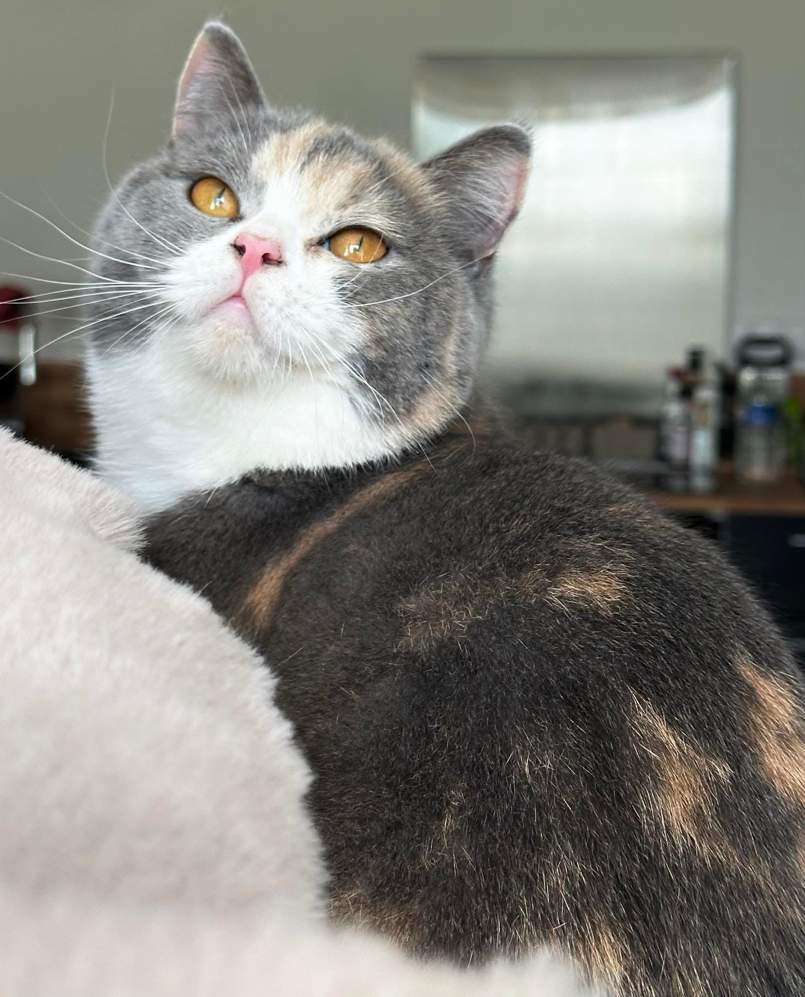 Rosie British Shorthair