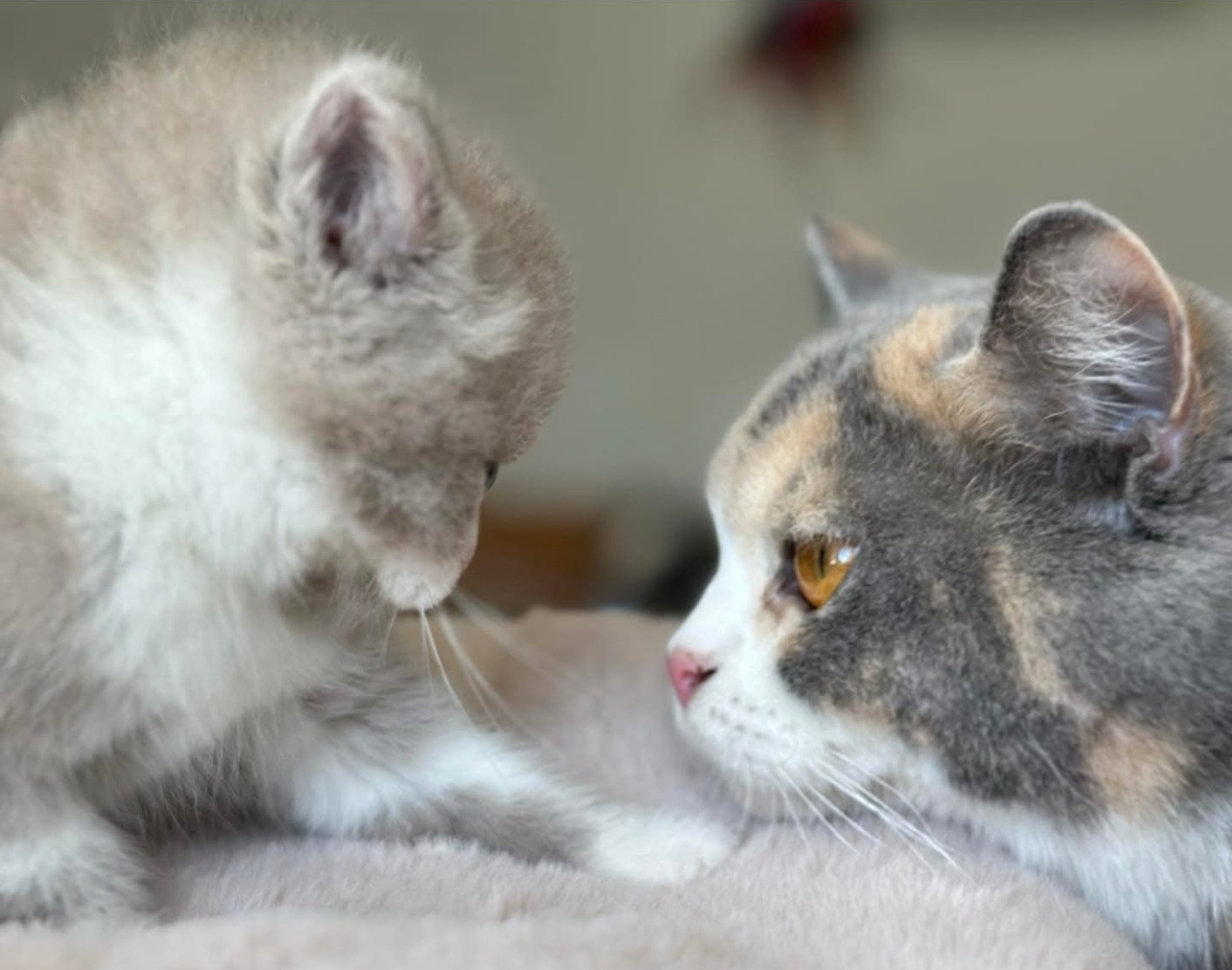 British Shorthair adulte avec son chaton - Elevage british shorthair