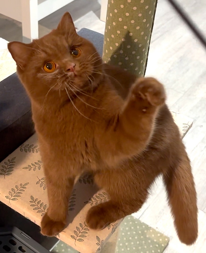 Chaton british shorhair cinnamon sur fond crème