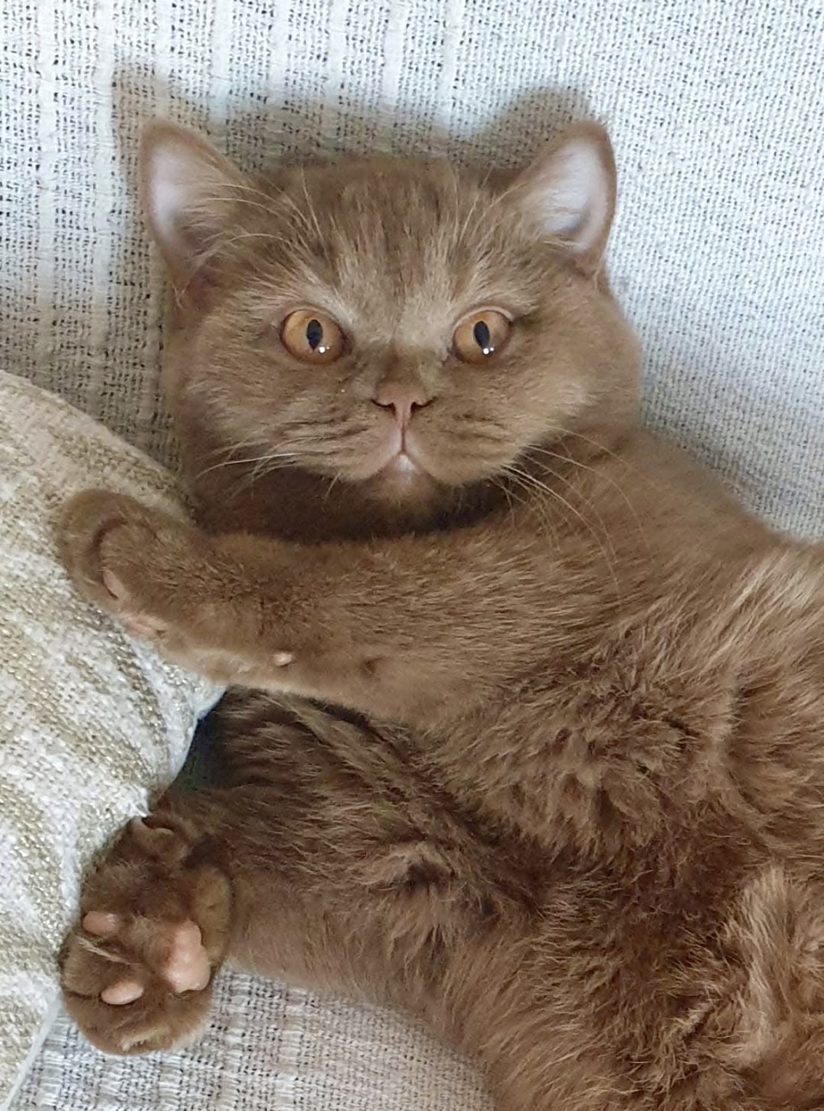 British Shorthair cinnamon lignée russe prestigieuse - Élevage British Shorthair LOOF Plump Fluffy Cub's