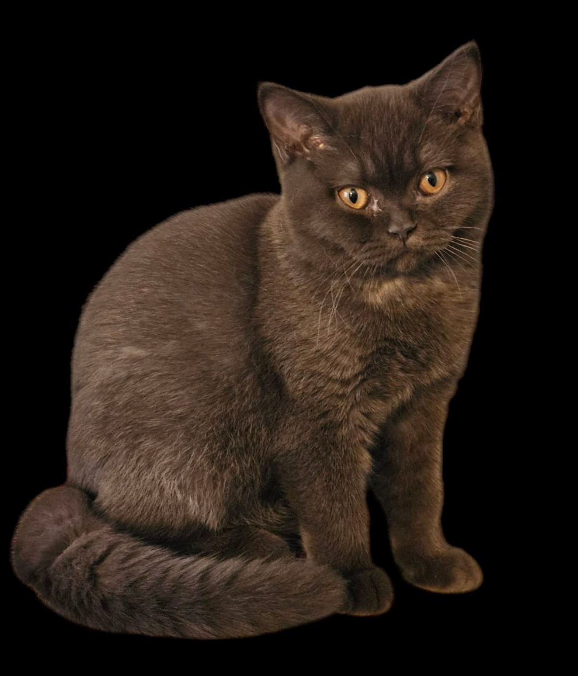 British Shorthair adopté