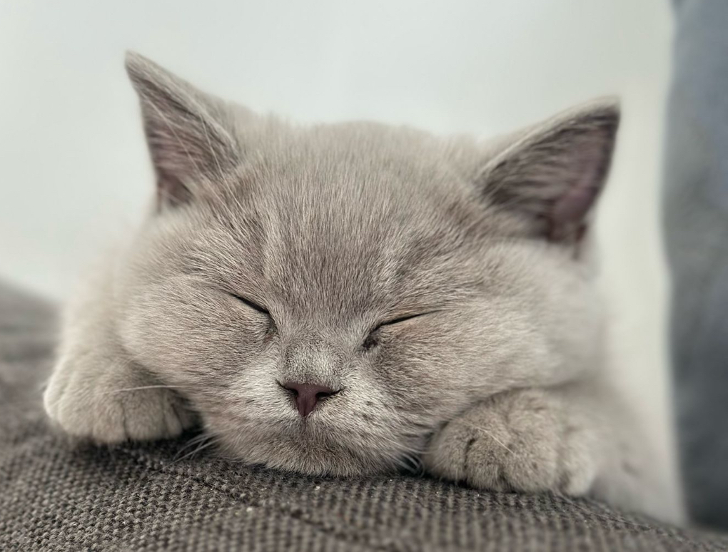 British Shorthair lilas - Plump Fluffy Cub's